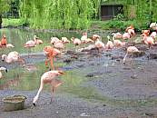 Flamingo Lake