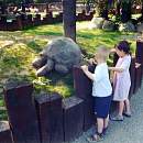 Riesenschildkr&ouml;te