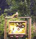 Greifvogel mit Hinweistafel