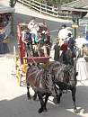American History Show