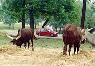 Pflanzenfresser-Safari