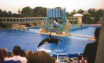 Shamu - der Killerwal