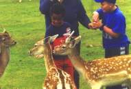 Tierland - Sektion 3: Europa